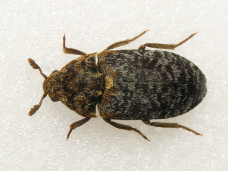 Dermestes undulatus Brahm, 1790